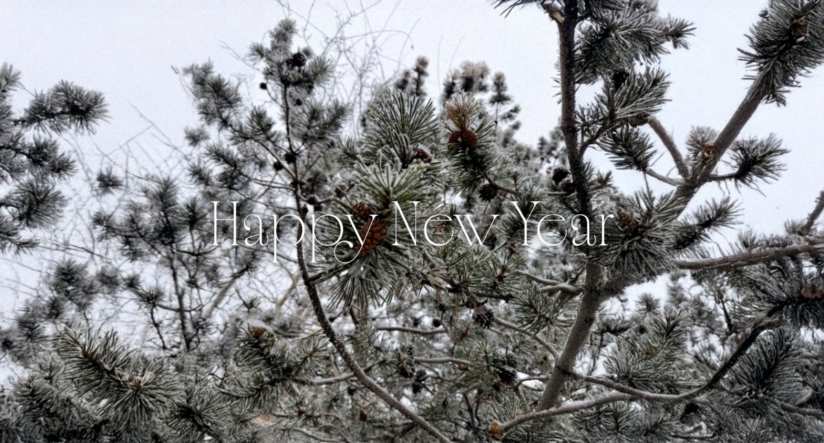 Frosted pine branches in winter light, New Year mood
